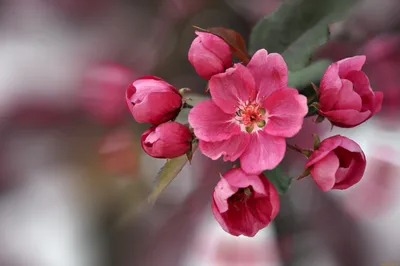 Купить Искусственные цветы, шелковые розы, свадебные украшения для дома,  осенние украшения высокого качества, большой букет, роскошная цветочная  композиция «сделай сам», объемный розовый | Joom