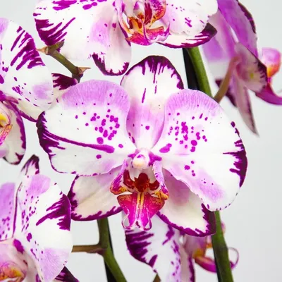 фиолетовые орхидеи на голубом фоне крупным планом. цветы орхидеи фаленопсис  Стоковое Фото - изображение насчитывающей рамка, макрос: 223840762