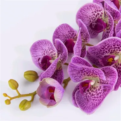 Картинки белые орхидея Цветы 1342x1024