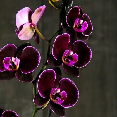 Орхидея: все о выращивании и размножении капризного цветка - РИА Новости,  26.05.2022