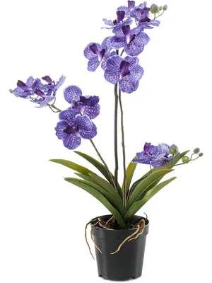 Орхидея Фаленопсис. Уход в домашних условиях | Растим растения!