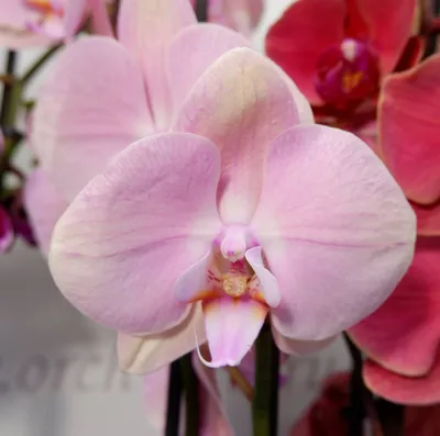 Орхидея бордовая в горшке 633164 – купить по цене 5 640 ₽ в Москве в  интернет-магазине ogogo.ru