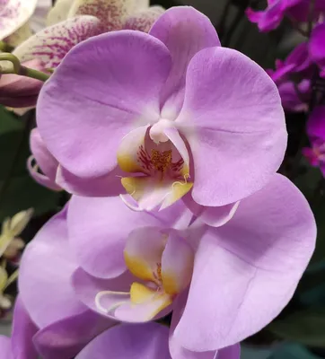 Комнатное растение Орхидея Фаленопсис белая купить в Екатеринбурге