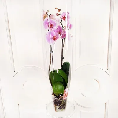 Орхидея Phalaenopsis Generation (отцвел)