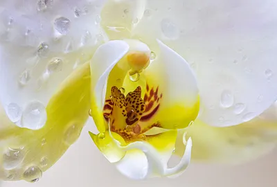 Подарок Орхидея фаленопсис 2-ствольная (Экстра)» – купить с доставкой по  Красногорску