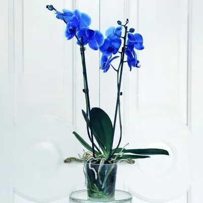 Голубая орхидея купить