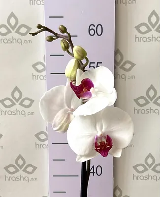 Какую орхидею выбрать для дома? Уход в домашних условиях. Фото — Ботаничка