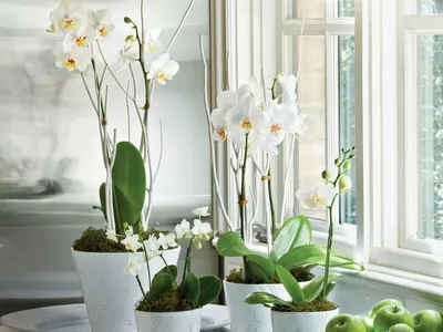 Орхидея фаленопсис розовая (в горшке) купить с доставкой в СПб