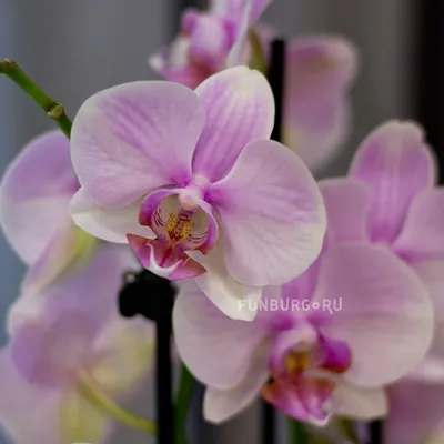 5 000+ изображений орхидеи - Скачайте бесплатно - Pixabay