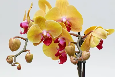 Орхидея и уход за ней: как правильно ухаживать за орхидеей