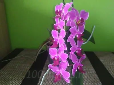 Орхидея Биг Лип купить с доставкой