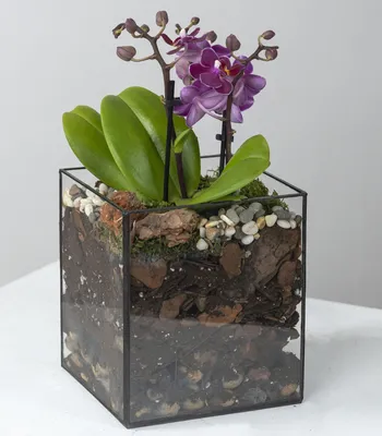 Орхидея Фаленопсис ветвь белая искусственная H100 см (арт. 8EEG16675) -  купить за 1 643 ₽ в интернет-магазине Гарден Гров