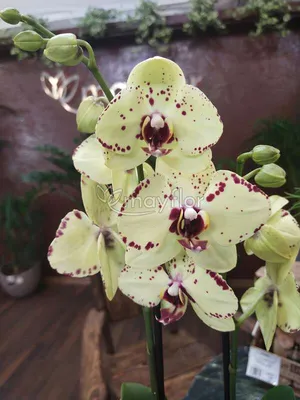 Желтая орхидея: описание, сорта, преимущества | Цветница | Дзен