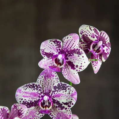Орхидея Фаленопсис Богемия Гойя 2 ст купить в Москве с доставкой | Магазин  растений Bloom Story (Блум Стори)