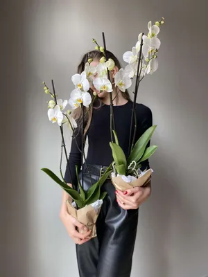 Орхидея в колбе Ванда – купить по отличной цене в интернет-магазине  topcvetok.ru