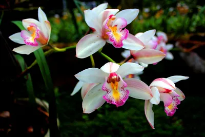 Купить цветущие орхидеи в кашпо икосаэдр с доставкой / Geo Glass