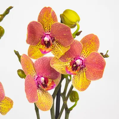 Цветок орхидея фаленопсис пятнистая фотография Stock | Adobe Stock