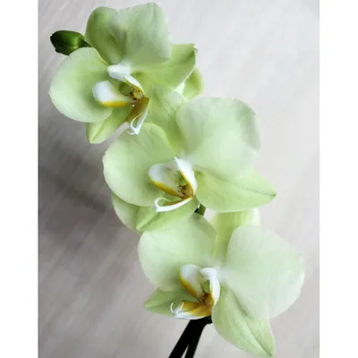 Орхидея в горшке - купить в Москве | Flowerna