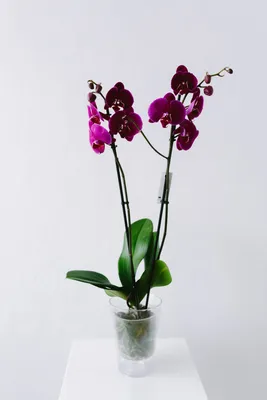 Купить Сиреневая орхидея Горишние Плавни | UFL