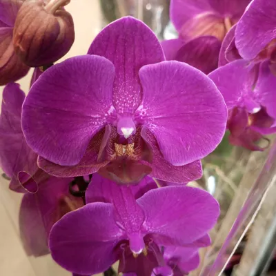 Орхидея Фаленопсис 2 ветки 🌺 купить в Киеве с доставкой - цена от Камелия