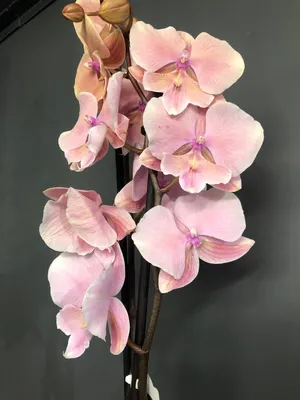 Как приручить строптивую орхидею. Выращивание орхидей. Фото — Ботаничка