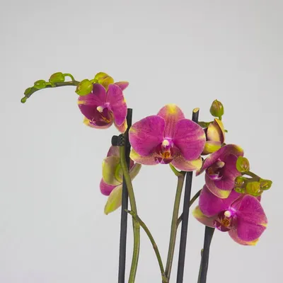 Редкие виды орхидей