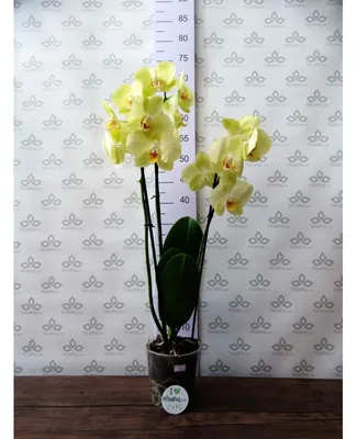 101 орхидея в корзине – купить недорого с доставкой
