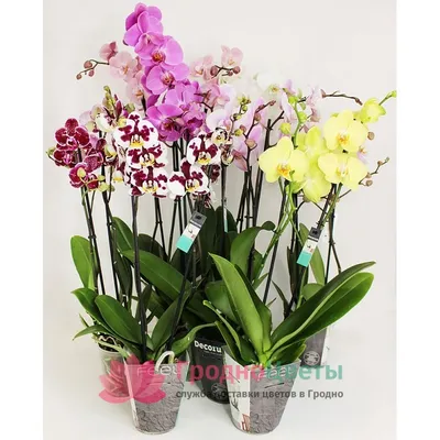 Орхидея фаленопсис 3 ветки в ассортименте купить по цене 949 грн | Украфлора