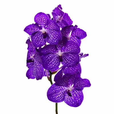 Орхидея \"Фаленопсис\", двуствольная