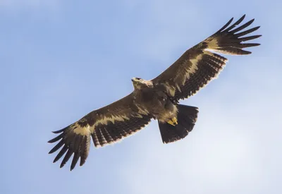 на заднем фоне парит орел над горами, фото орла в полете, орел, полет фон  картинки и Фото для бесплатной загрузки