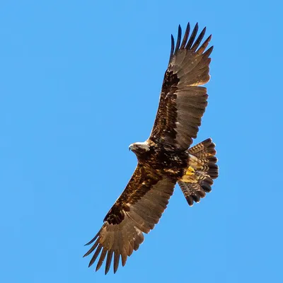 Крылья орла рисунок - 66 фото