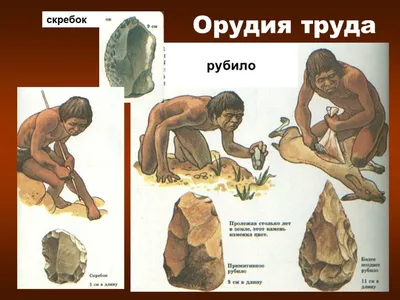 Какую роль в развитии антропогенеза сыграли орудия труда и язык?» — Яндекс  Кью