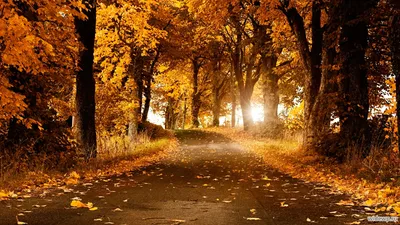 Обои осень, деревья, дорога на рабочий стол