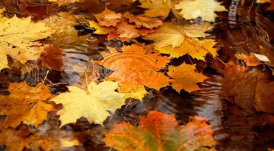 Скачать обои листва, осень, клен, foliage, autumn разрешение 960x800 #19700