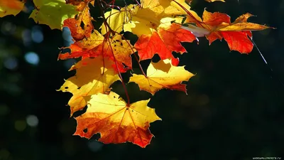 Обои осень, деревья, листопад на рабочий стол
