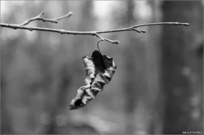 Осенние черно белые рамки - 49 фото