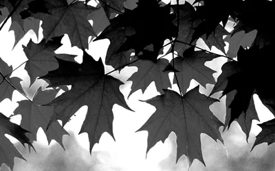 Черно-белые картинки на тему осень