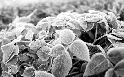 Черно белая осень - 59 фото