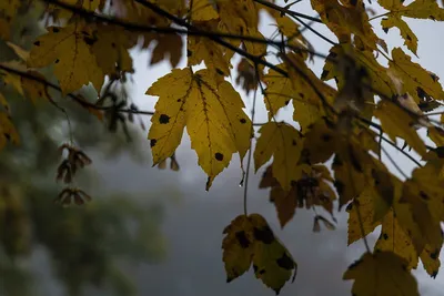 Осенний дождь | Необычная поэзия | Дзен