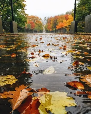 Осень, парк, аллея, дорога, листья, дождь. | Пейзажи, Природа, Парк