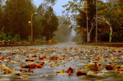 Осенний дождь бежал за мной и плакал.... Обсуждение на LiveInternet -  Российский Сервис Онлайн-Дневников | Осенний пейзаж, Пейзажи, Осенние  картинки