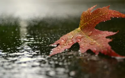 Осенний дождь» картина Соловьёва Сергея маслом на холсте — купить на  ArtNow.ru