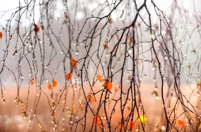 Осень пришла в Москву. Дождь придавил листву. (с) | Пикабу