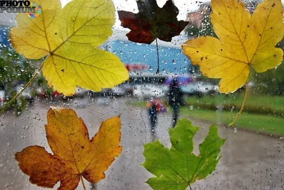Лист Осень Дождь - Бесплатное фото на Pixabay - Pixabay