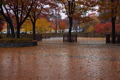 Осень парк дождь (69 фото) - 69 фото