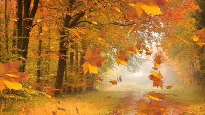 Картинки по запросу осень фон анимация картинки | Осень, Картинки, Осенний  сад