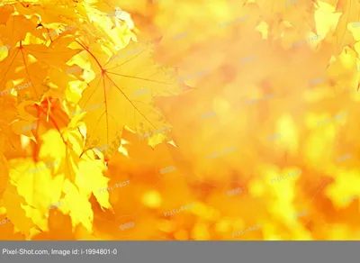 Разноцветный осень Фон осени Стоковое Фото - изображение насчитывающей  темно, золотисто: 127657652