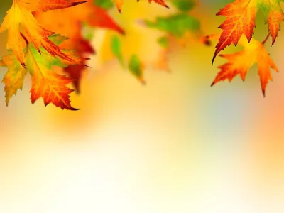 Золотая осень листья фон, крупный план :: Стоковая фотография :: Pixel-Shot  Studio