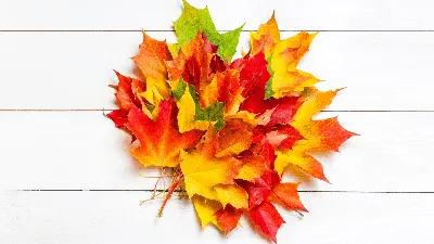 Осенний Фон/Осенние Листья И Тыквы Стоковые Фотографии | FreeImages
