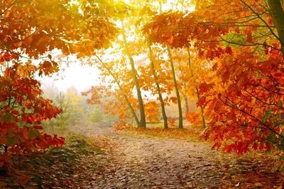 Осенний фон для фото - 69 фото